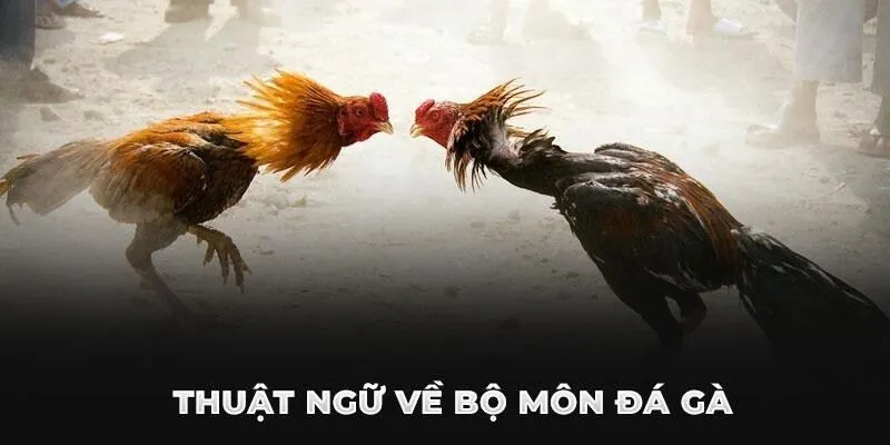 Đá gà là trò chơi giải trí lâu đời tại Châu Á